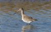 Black-tailed Godwit at Two Tree Island (West) (Steve Arlow) (75314 bytes)